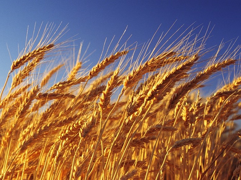 Казахстанское зерно покоряет международные рынки: Экспорт пшеницы за год вырос в полтора раза, ячменя — сразу вдвое
