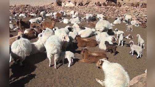 Общее поголовье скота в Монголии составляет 70 млн