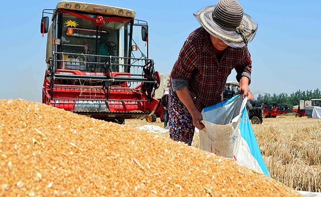 Photo of Бразилия намерена увеличить производство пшеницы в три раза