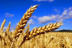 Photo of Экспортные цены на пшеницу и меслин выросли на 10% за месяц и сразу на 32% за год