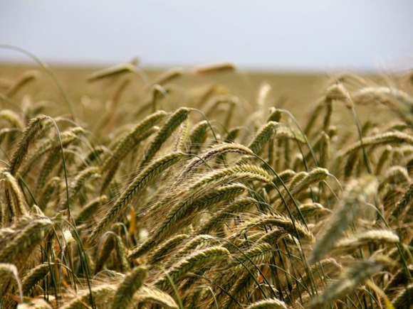 Photo of Индия запретила экспорт пшеницы из-за взлета цен