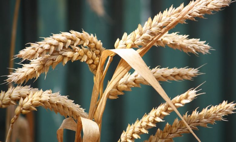 Photo of Экспорт пшеницы увеличился на 64% в натуральном выражении и сразу вдвое — в денежном